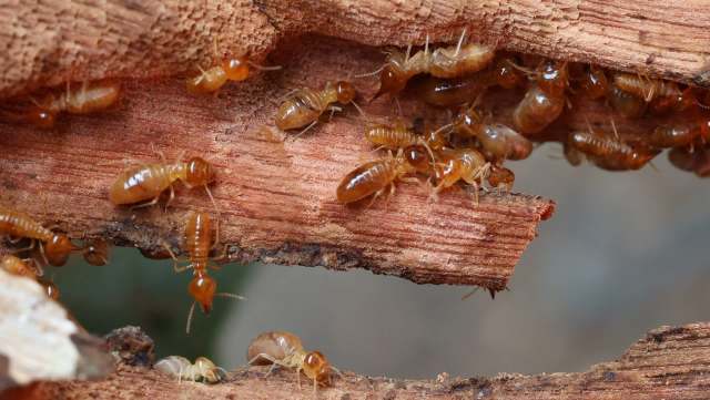 Termites on bark.
