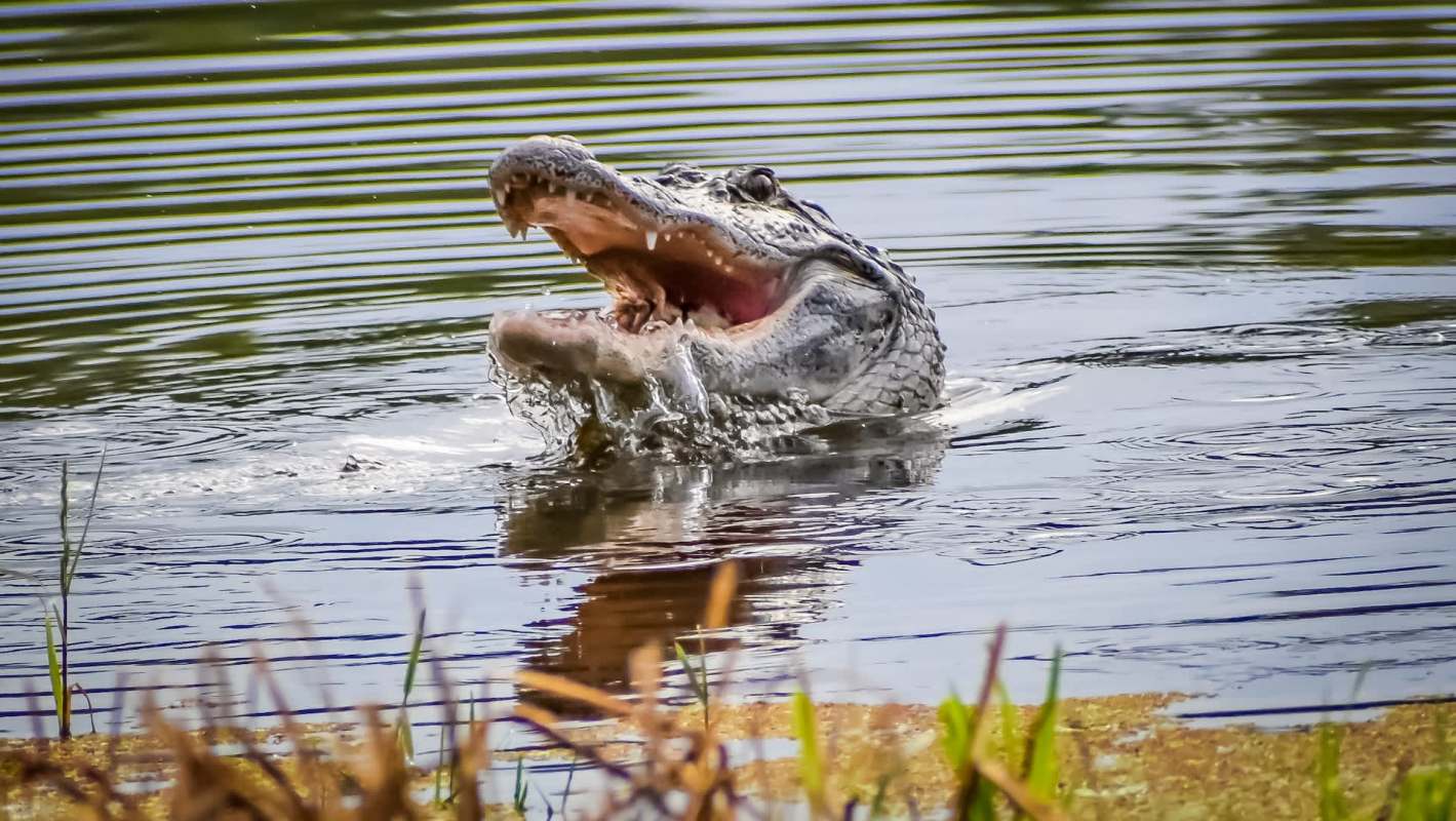 An alligator surfaces in the water with its mouth open.