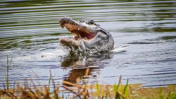 An alligator surfaces in the water with its mouth open.