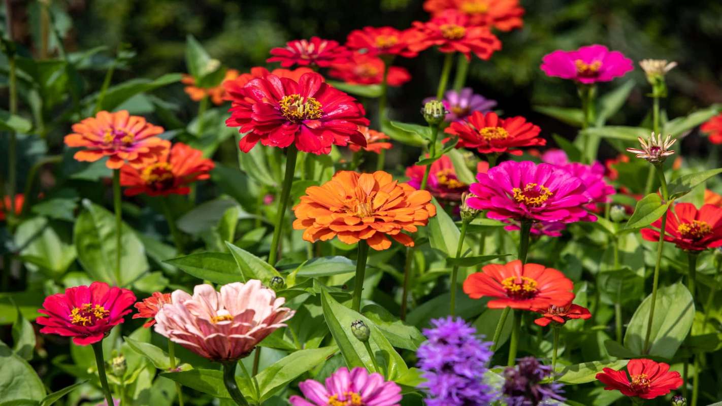 A vibrant assortment of colorful zinnia flowers in a garden.