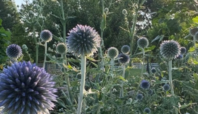 Purple thistles in a garden.