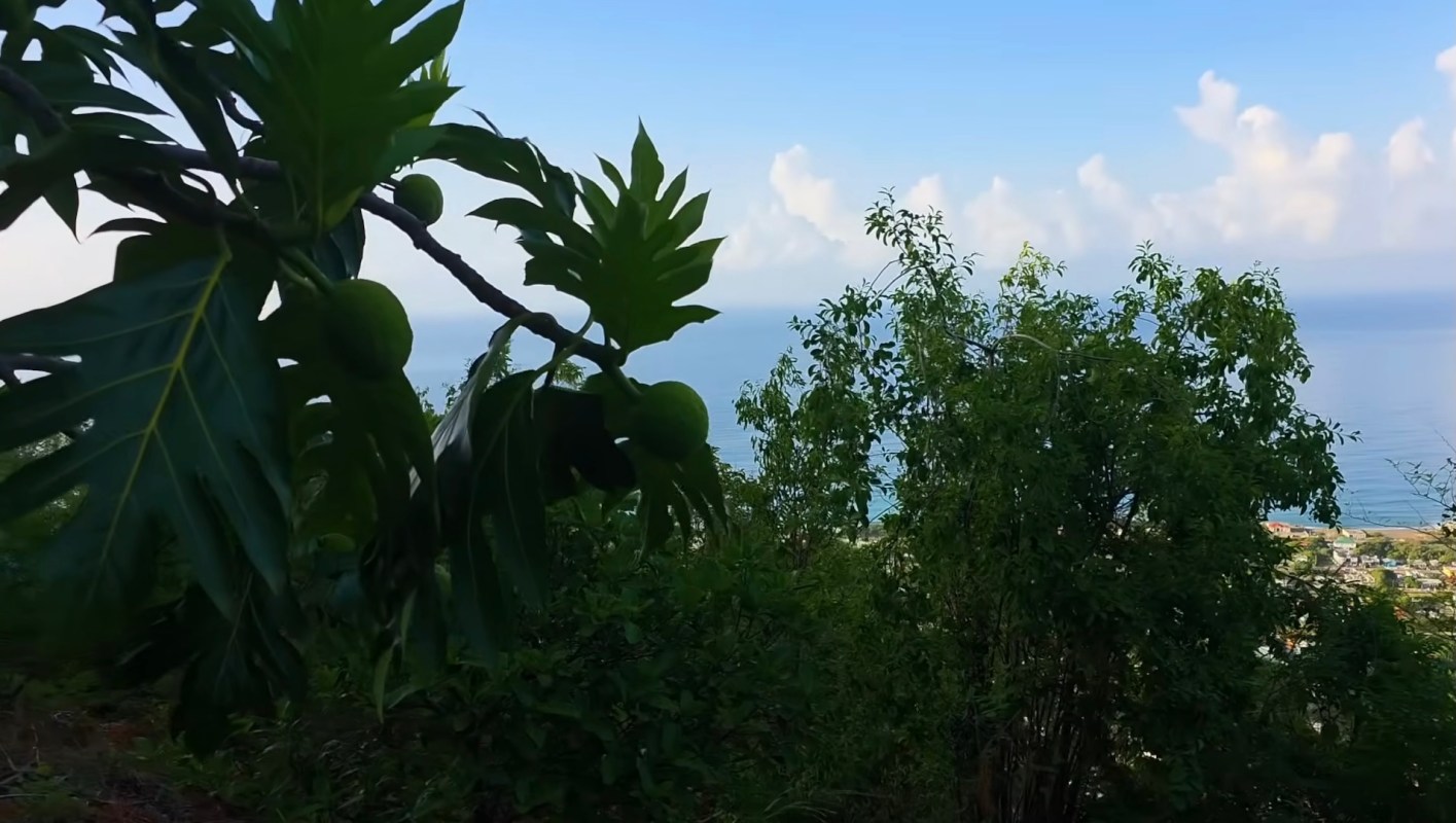 A fruit tree in Jamaica.
