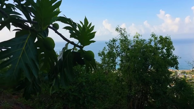 A fruit tree in Jamaica.