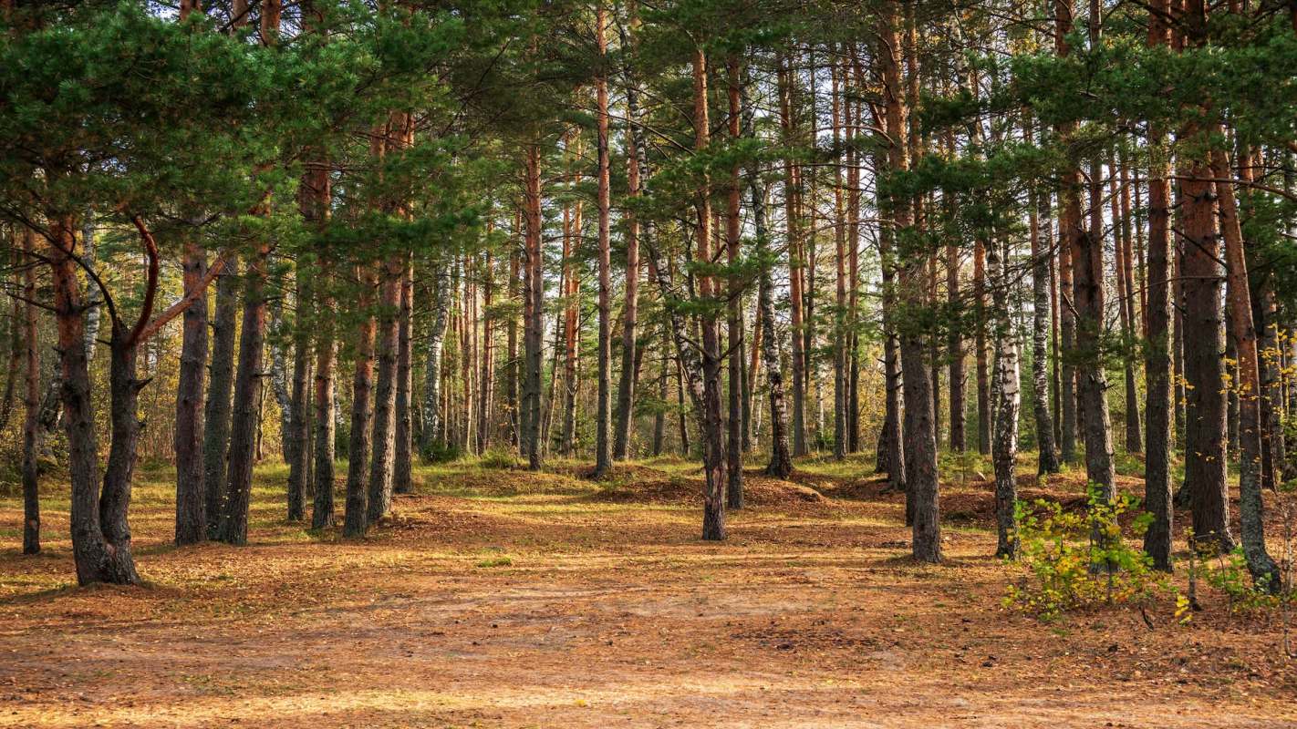 A forest scene with tall trees and a carpet of fallen leaves on the ground.