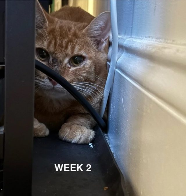 Cheese Doodle hiding next to a wall.