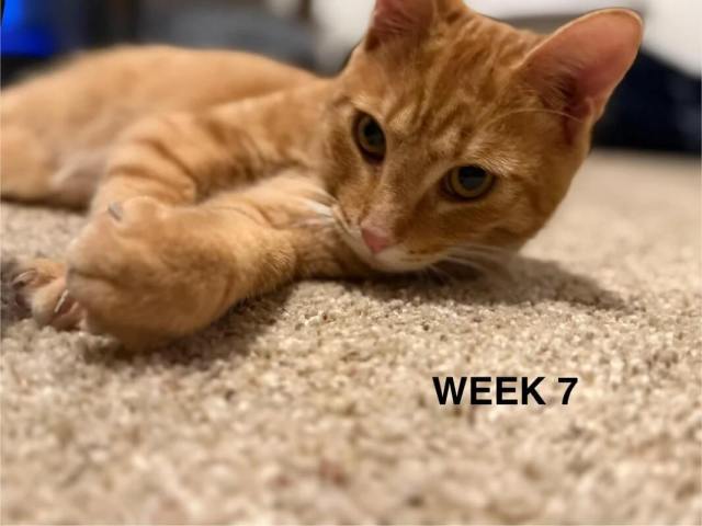 Cheese Doodle lounging on carpet.