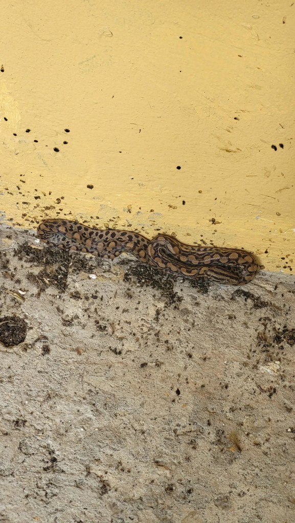 A black-and-brown snake on the ground.