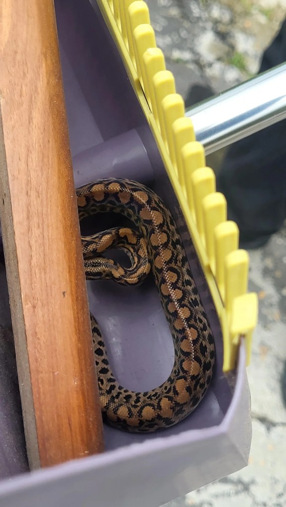 A black-and-brown snake in a narrow gap.