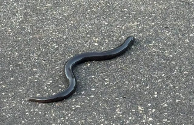 A black eel-like creature on a concrete surface.