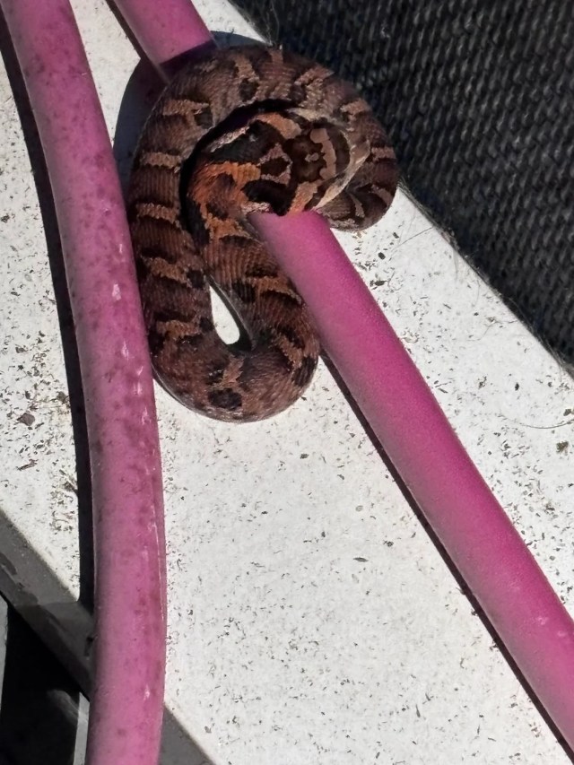 An eastern hognose.