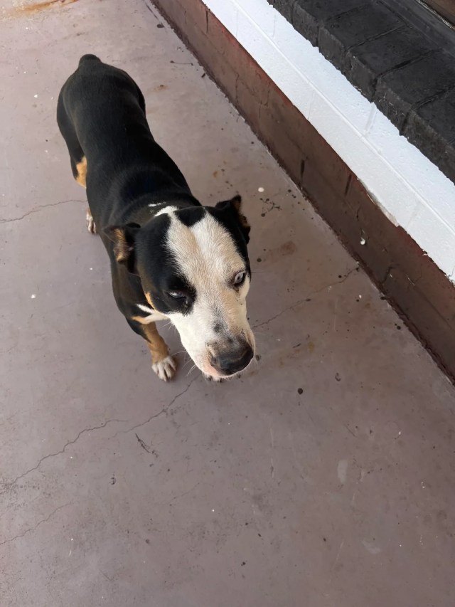 A black, white and brown dog outdoors.