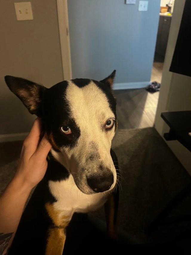 The dog looking into the camera while being stroked in a home.