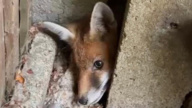 A fox peeks out from a crevice in a wall, surrounded by rubble and debris.