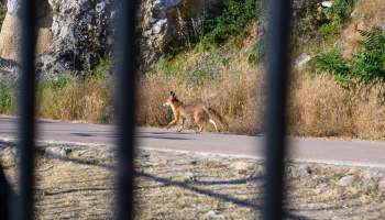 A fox walks along a path beside tall grasses and rocks.