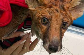 A fox with wet fur is being held by a person wearing a red harness.