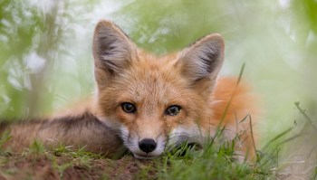 A fox cub.