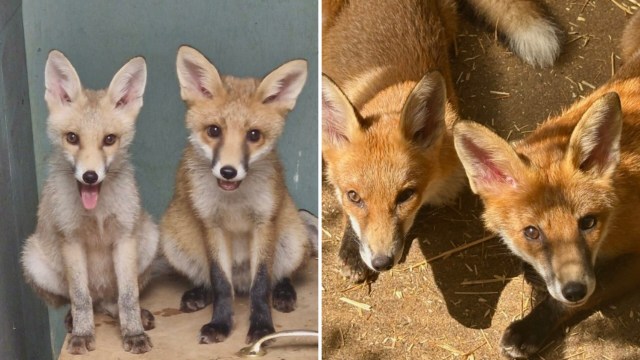 Two foxes sit together, with one fox playfully sticking out its tongue, while the other looks directly at the camera.