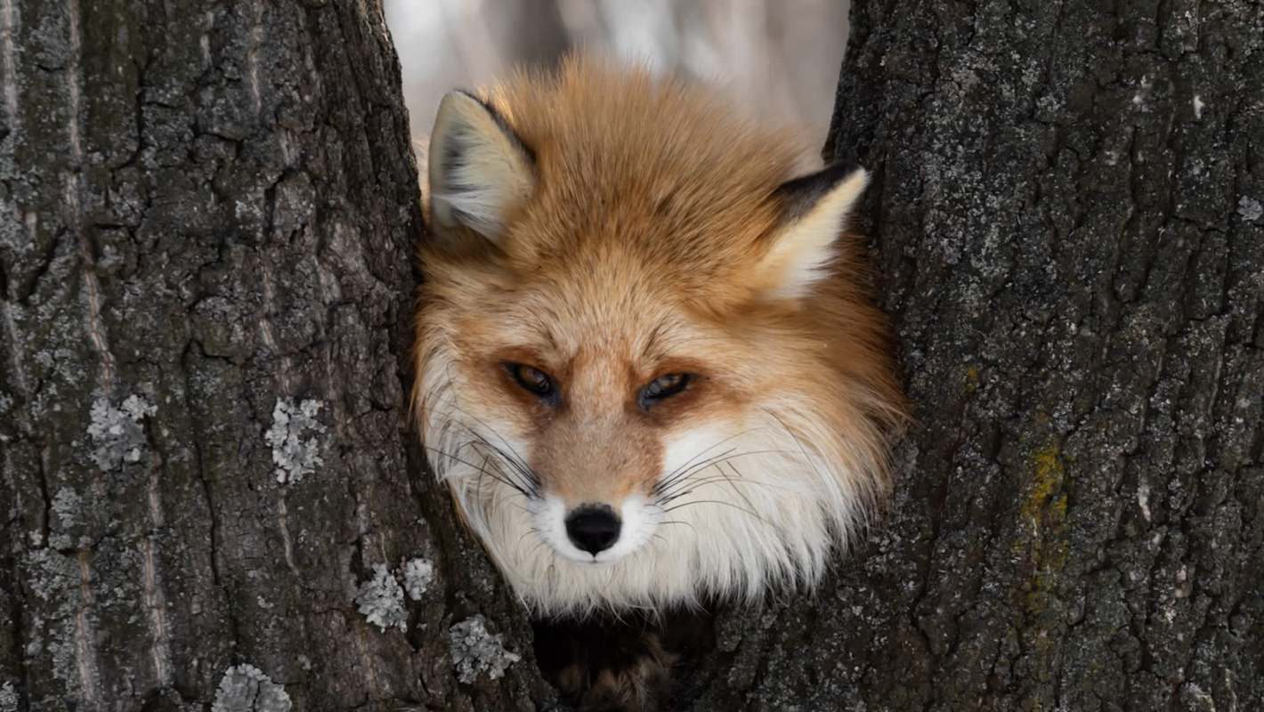 A fox in a tree.