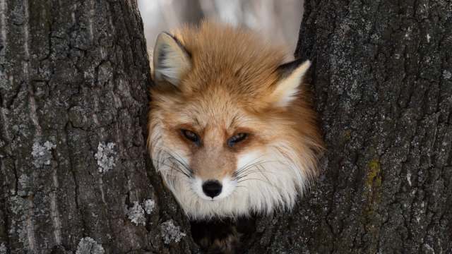 A fox in a tree.