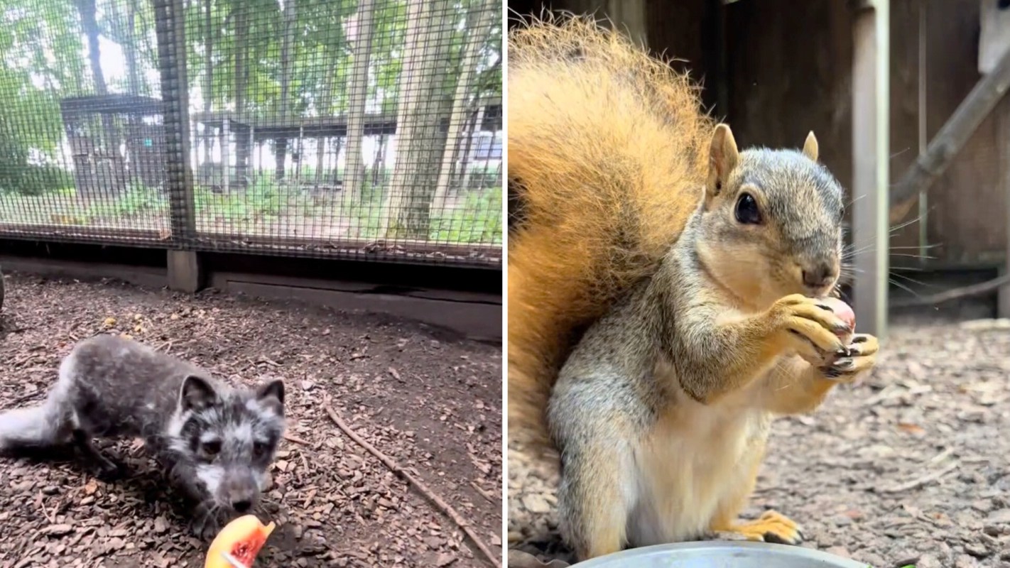 A fox and a squirrel in separate enclosures, with the fox near a piece of fruit and the squirrel holding a nut.