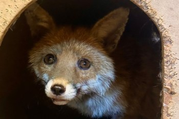 A fox.