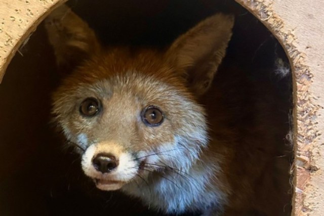 A fox.
