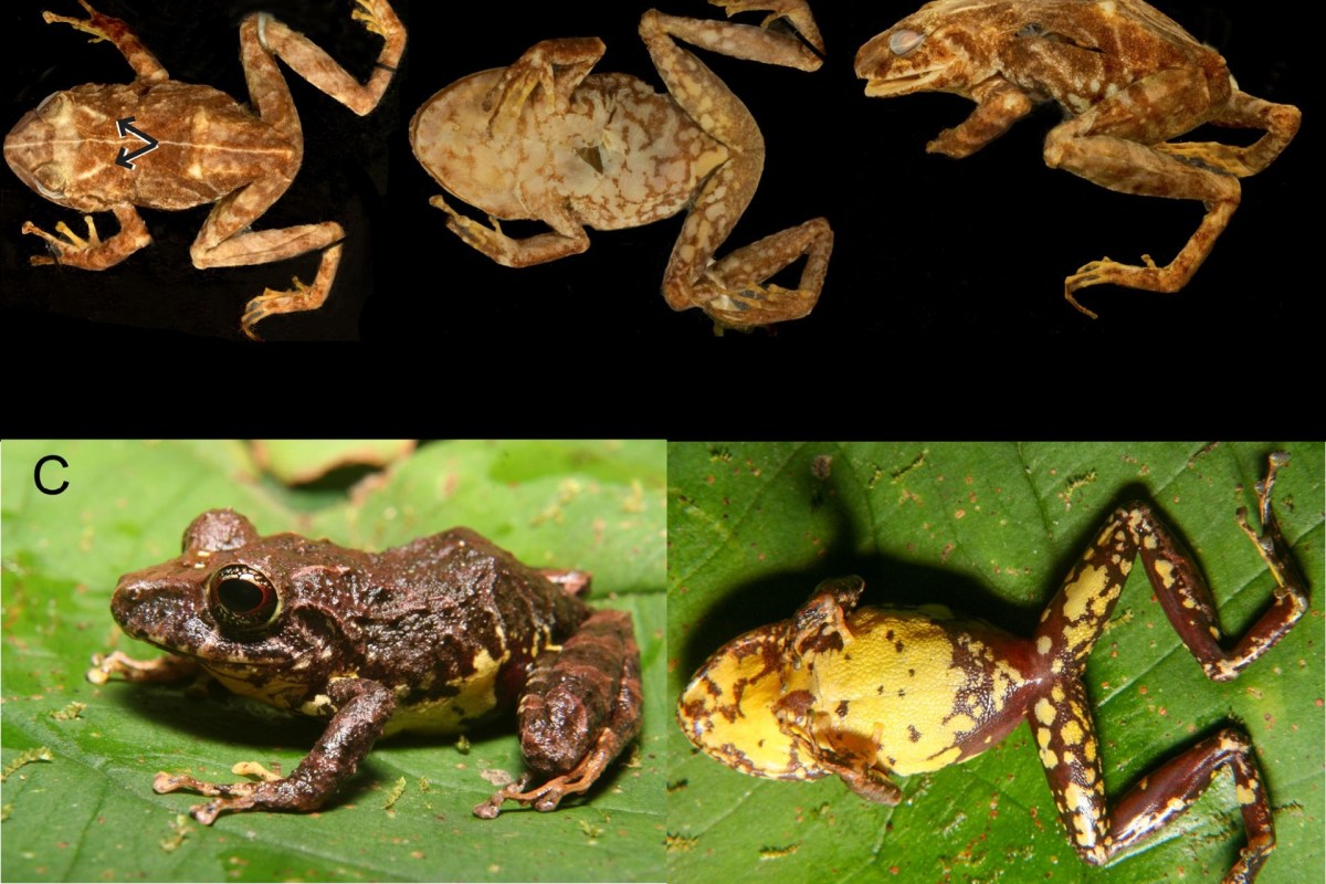 A graphic of frogs.