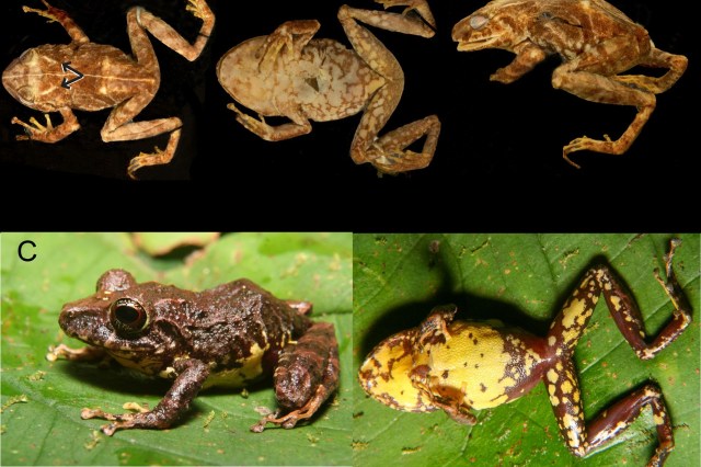 A graphic of frogs.