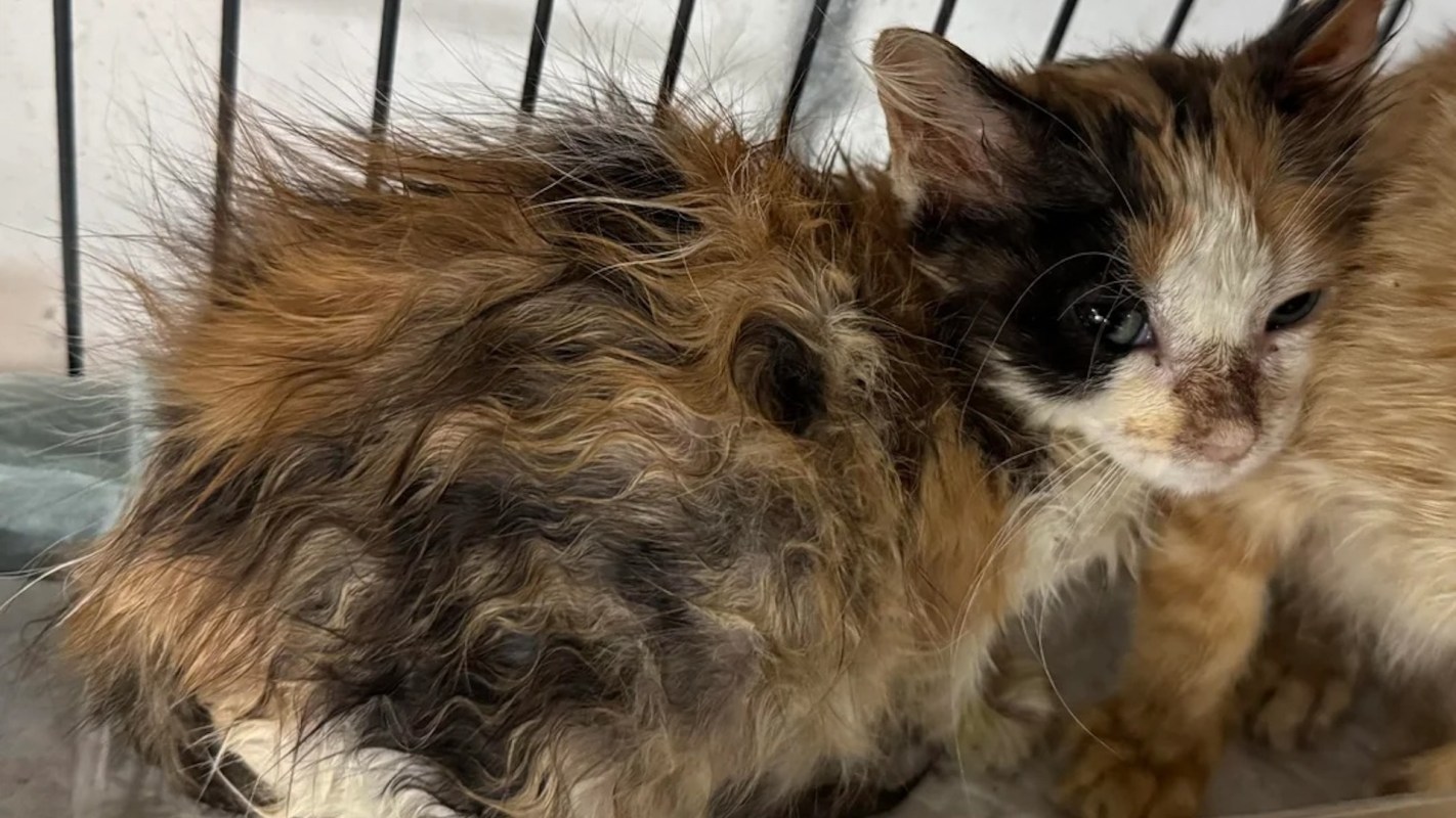 A calico cat with a disheveled coat sits inside a cage.
