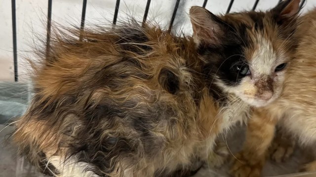 A calico cat with a disheveled coat sits inside a cage.