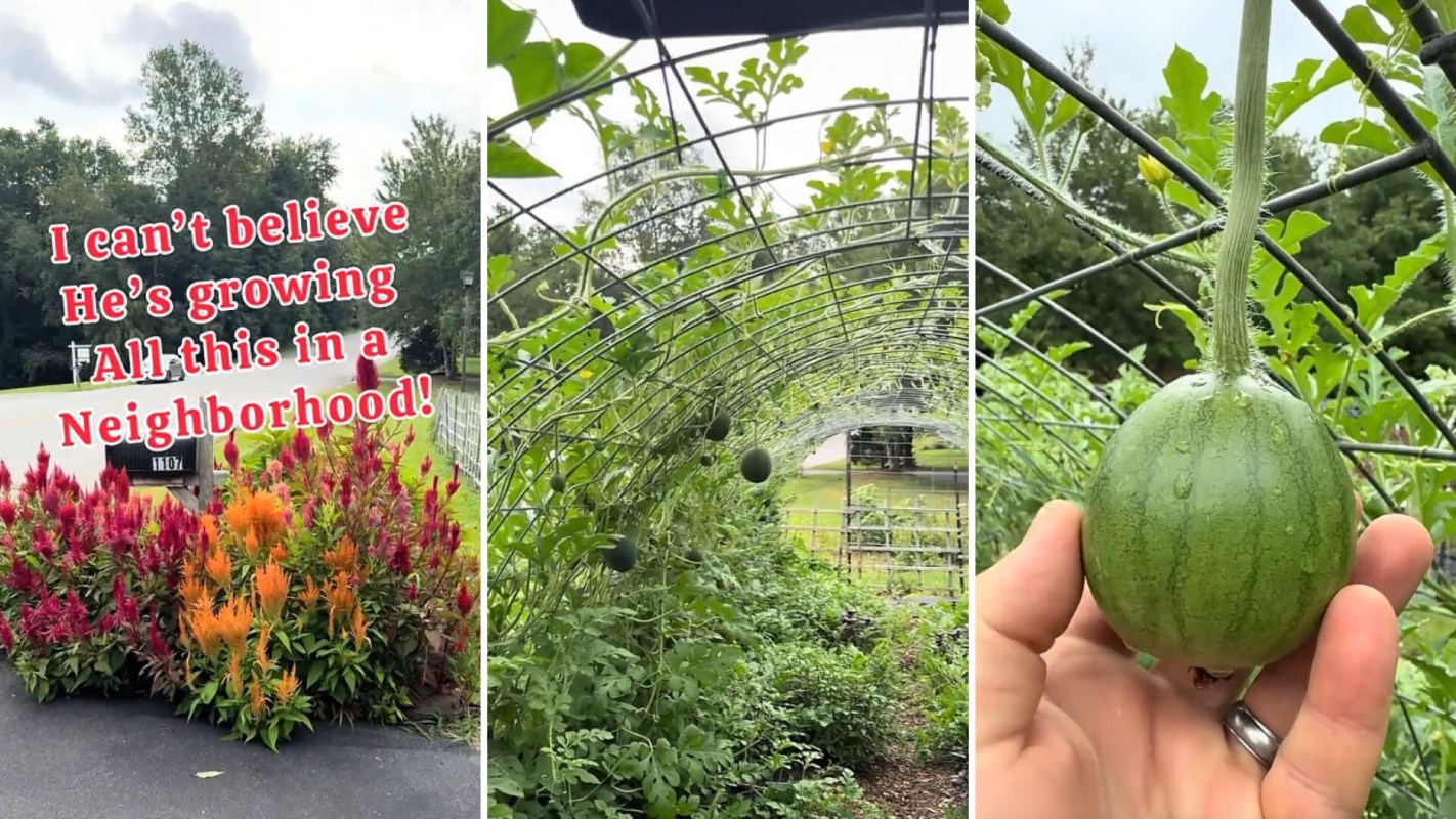 A vibrant garden with colorful flowers and watermelons growing on trellises in a neighborhood.