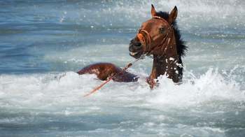 A horse splashes in the water, with waves and foam surrounding it.