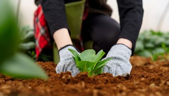 A person in gloves plants a seedling in soil in a greenhouse.