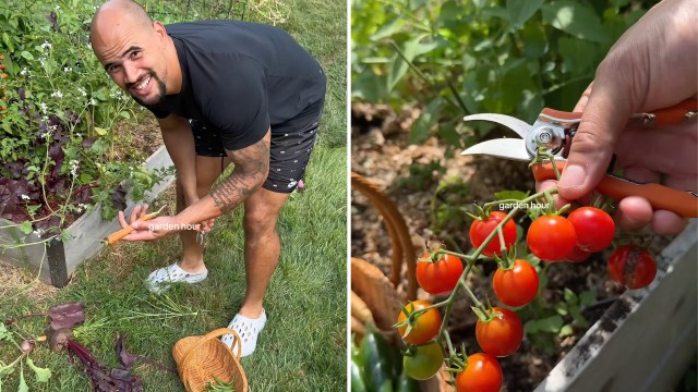 A person harvests a carrot in a garden, while another holds pruning shears near ripe cherry tomatoes.