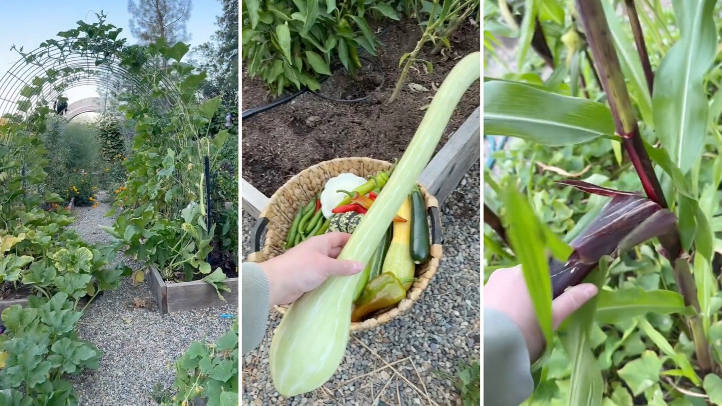 A garden with climbing plants, a basket of assorted vegetables, and a hand reaching for corn stalks.