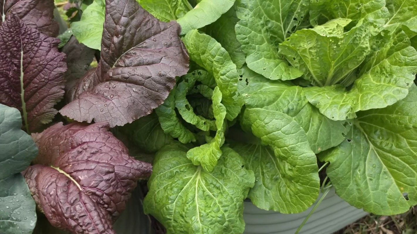 A variety of leafy greens, including purple and green leaves, are growing together in a garden.