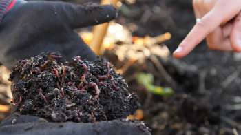 A gloved hand holds a clump of soil with earthworms while another hand points at it.