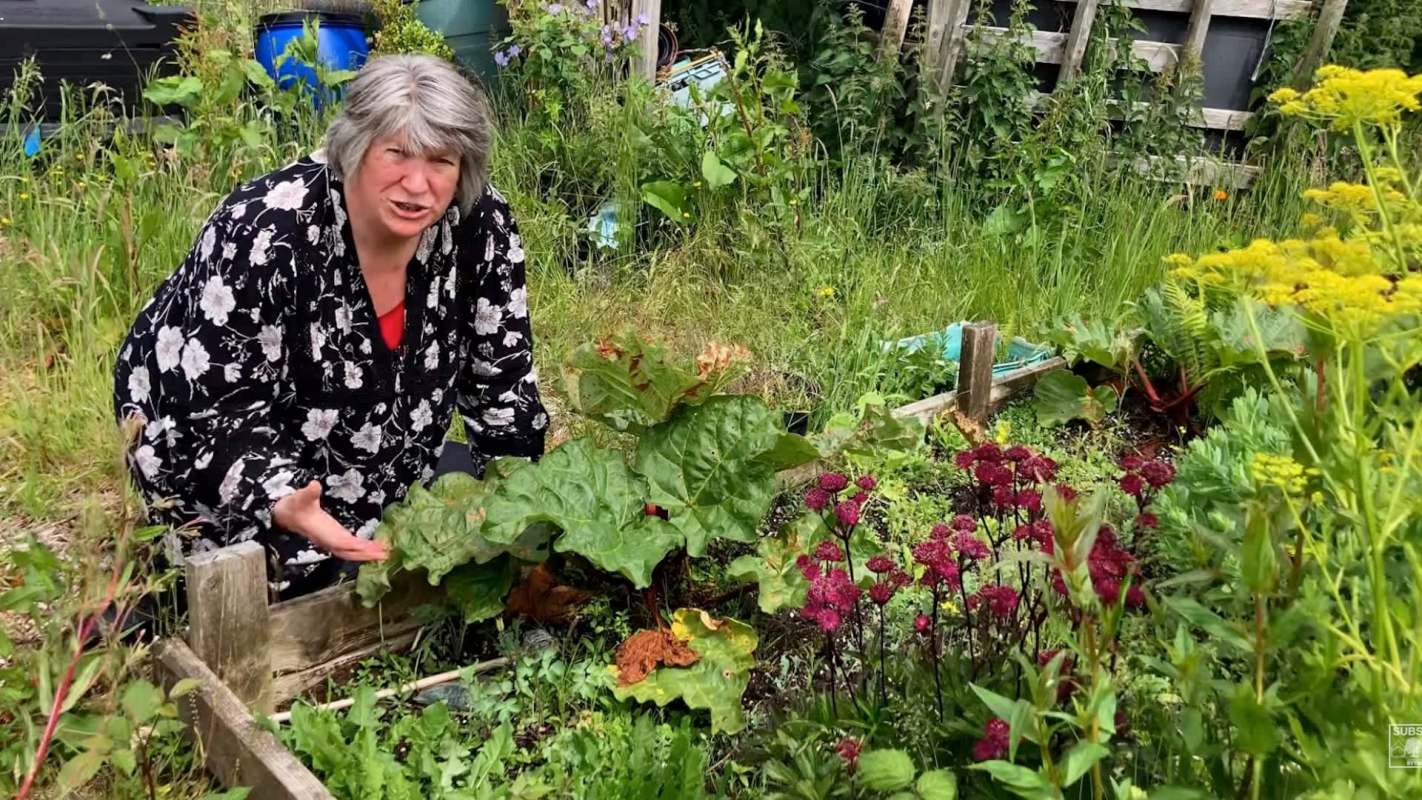 A person tending to plants in a garden.