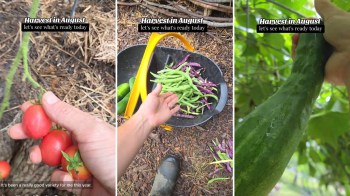 An August harvest of tomatoes, beans, and cucumber.