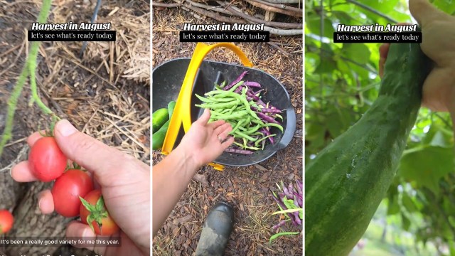 An August harvest of tomatoes, beans, and cucumber.