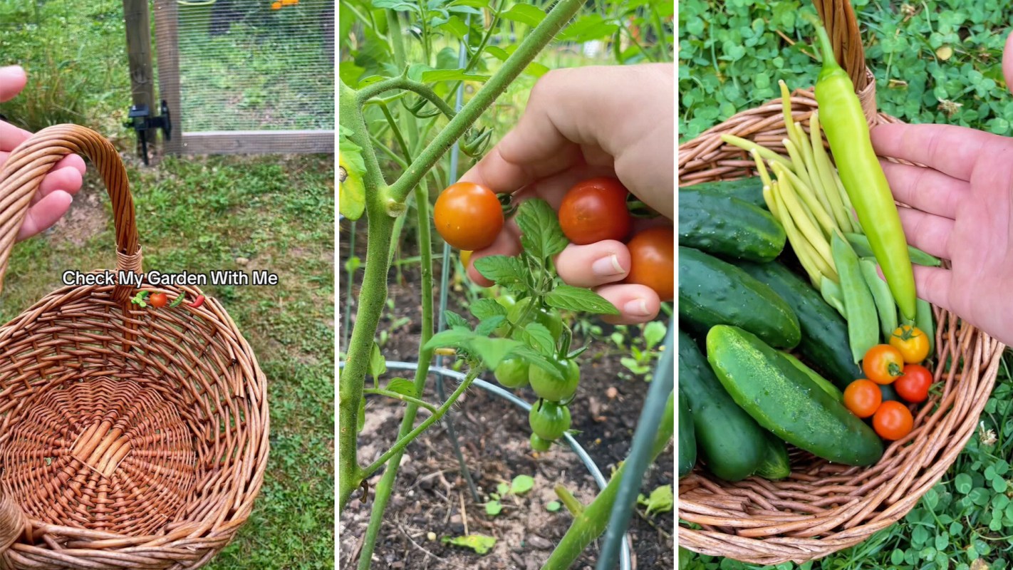 A hand holds ripe tomatoes while a basket contains various vegetables, including cucumbers and green beans.