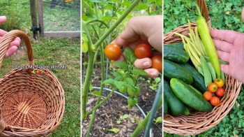 A hand holds ripe tomatoes while a basket contains various vegetables, including cucumbers and green beans.