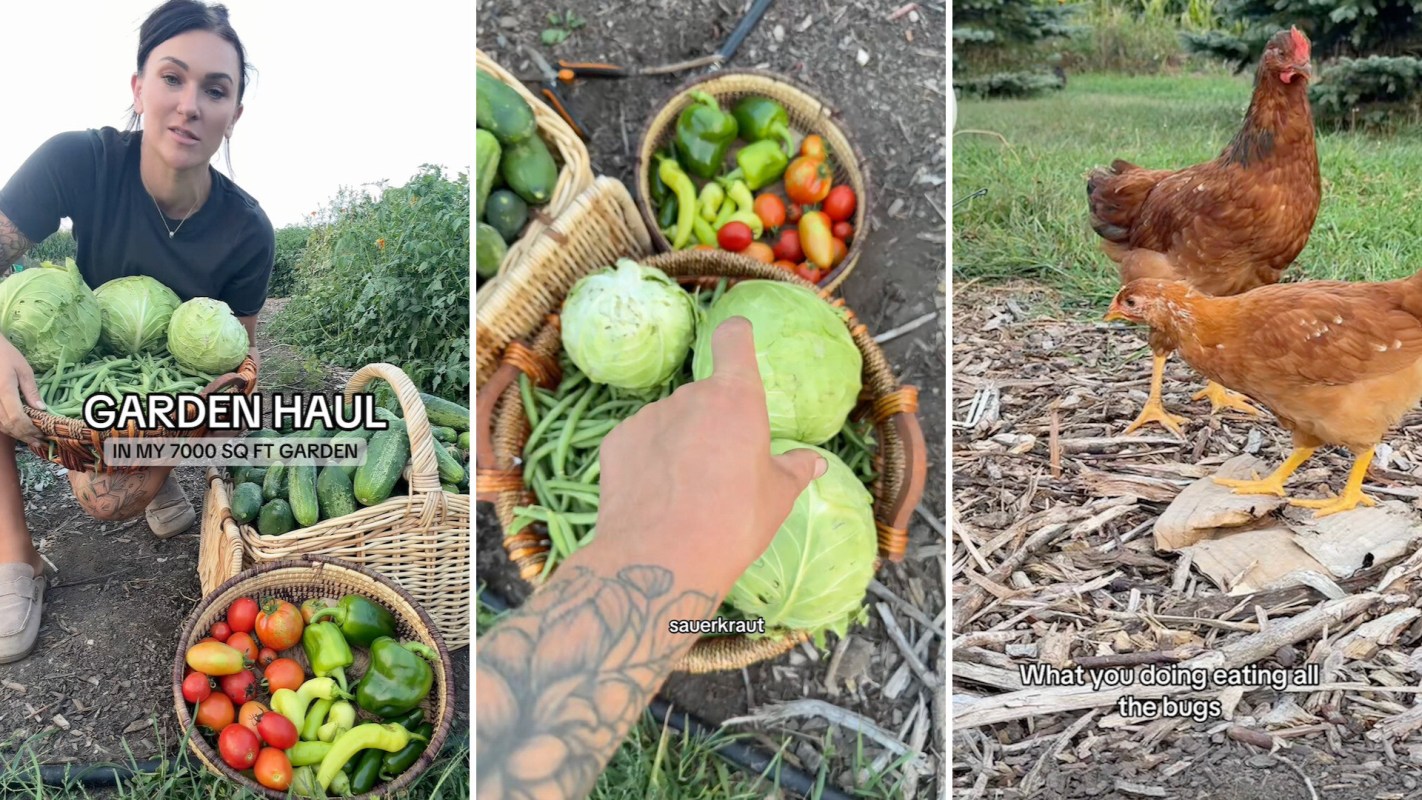 A woman holds baskets of vegetables in a garden, with chickens wandering nearby.