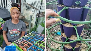 A woman sits at a table with various seedling trays and a vertical garden structure in a backyard.