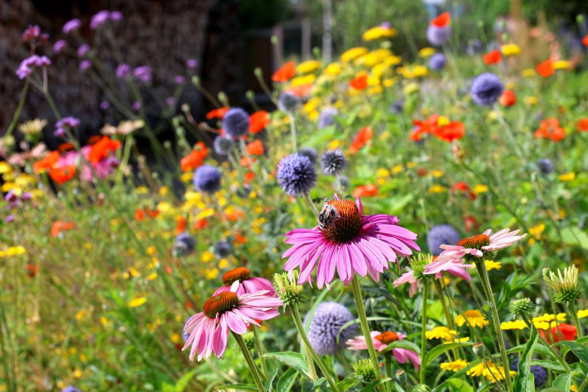 A variety of flowers in a garden, including purple, orange, and yellow blooms.