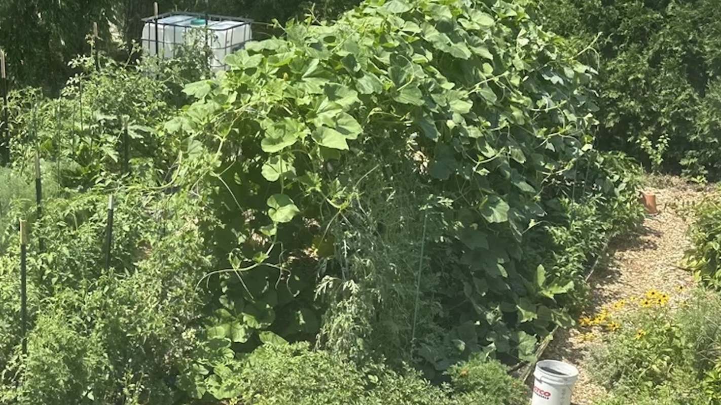 A garden filled with various plants, including climbing vines, vegetables, and flowers.