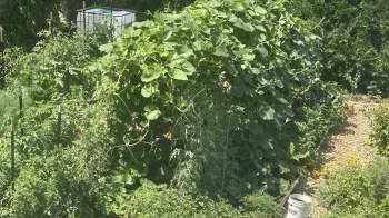 A garden filled with various plants, including climbing vines, vegetables, and flowers.