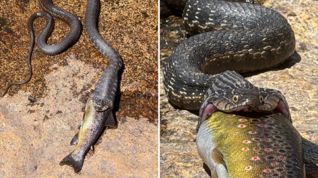 A snake catches and consumes a fish on a rocky surface.