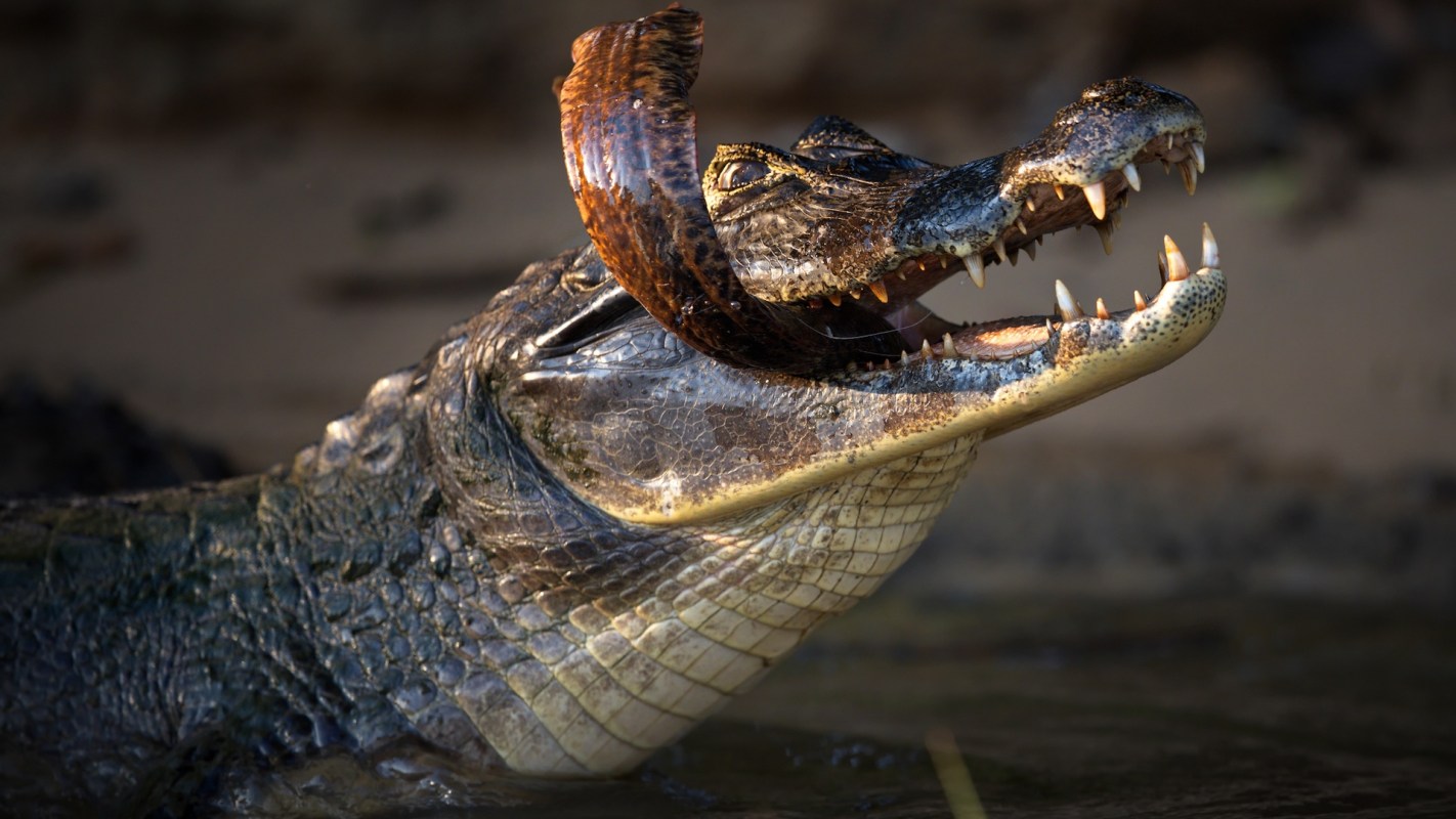 A crocodile holds a large piece of wood in its mouth near the water's edge.