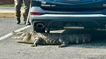 A alligator lies on the pavement under a parked vehicle.